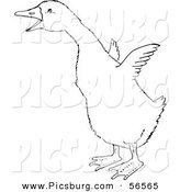 Clip Art of a Gosling Flapping Little Wings - Black and White Line Art by Picsburg